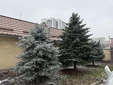 для елки: Ели, 3 шт. - Порода: декоративные хвойные ели (разные оттенки кроны — — 4