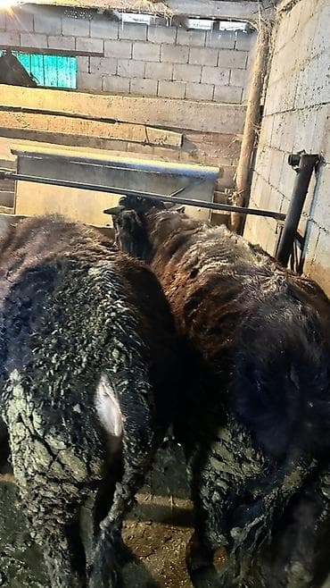 быки токмок: Продаю | Бык (самец) | На откорм | Привязанные — 5