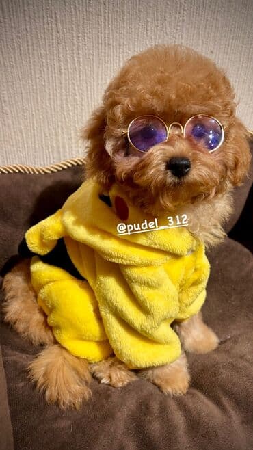 Башка жаныбарлар: Продаются щенки той пудели . С родословной! Идеальная порода которая — 4