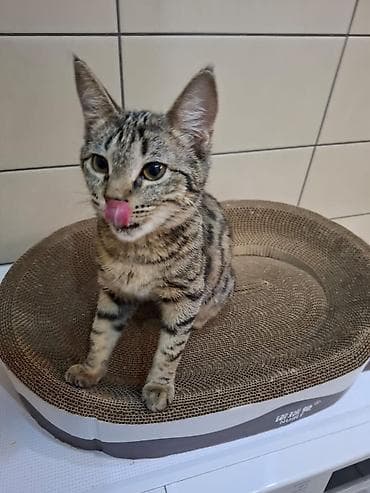 ssd 512gb: Отдам даром в добрые руки мальчика,азиатский табби 8 месяцев, к лотку — 1