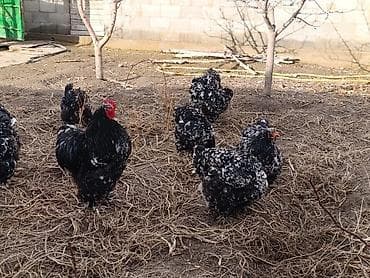 купить фазана: Продаю | Инкубационные яйца | Для разведения — 10