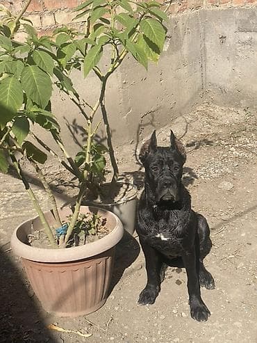 коне корсе: Кане-корсо, 2 года, Самка — 7