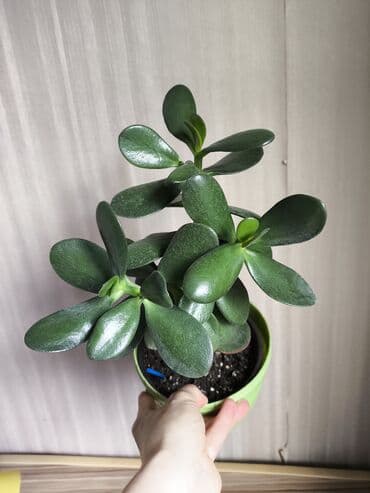 другие комнатные растения: Разные комнатные растения. Чтобы узнать стоимость конкретного растения — 3