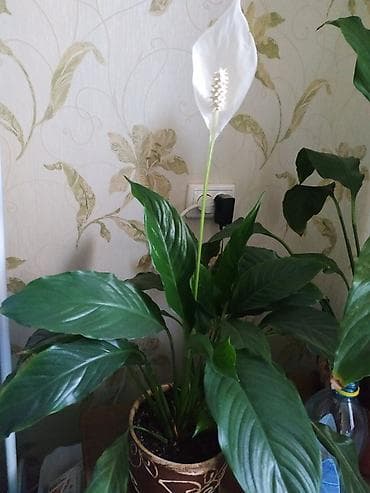 спатифиллум сенсация: Спатифиллум (Женское счастье), комнатное растение в декоративном — 1