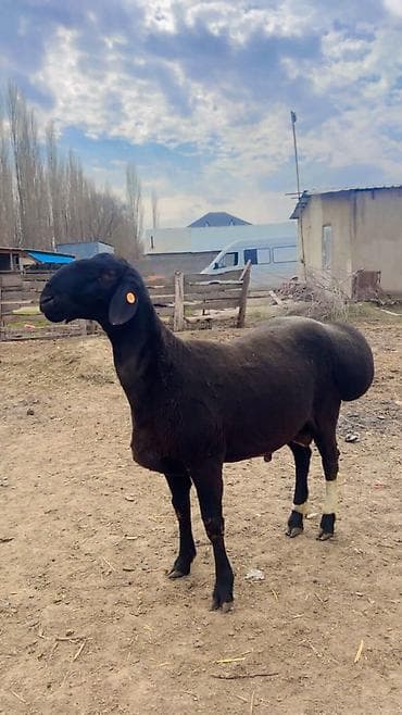 Продаю | Баран (самец) | Для разведения | Племенные
