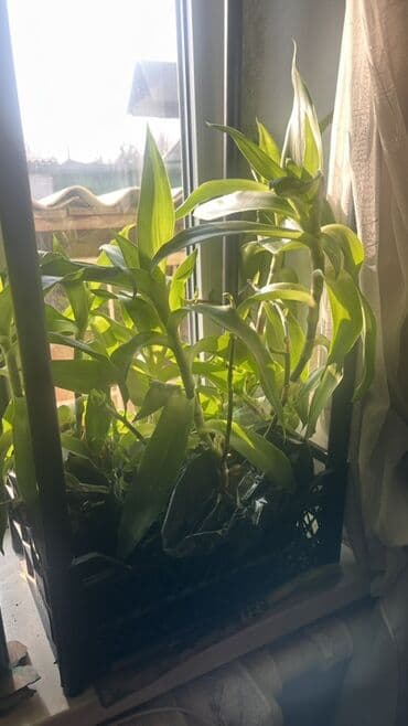 фумигатор от комаров бишкек: Продаю золотой ус Золотой ус используется широкого спектра — 6