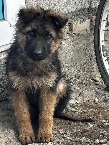 щенок овчарки цена: Немецкая овчарка, 2 месяца, Самка — 3