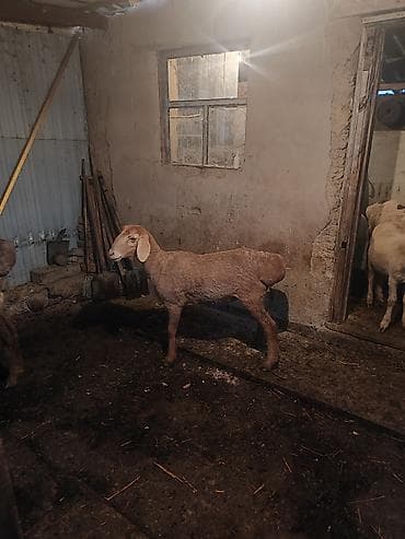 продаю кошара ферма: Продаю | Овца (самка) | Полукровка | На забой — 7