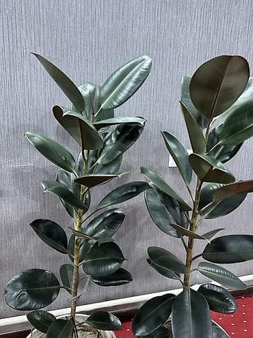 фикусы: Фикус эластика (Каучуковое дерево) в горшке Цена 20000 сом - — 2