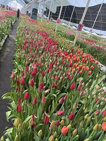 Тюльпаны оптом и в розницу так же принемаем заказы на букеты на 8