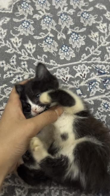 кошка манчкин: Котёнок, окраса «чёрный с белым» (тигровые лапки-носочки и белая — 2