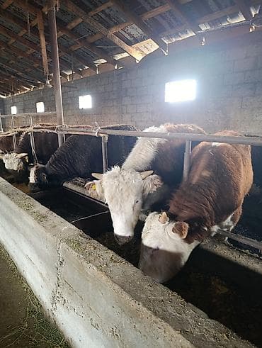 животные собаки: Продаю | Бык (самец) | Герефорд | На откорм | Племенные — 3