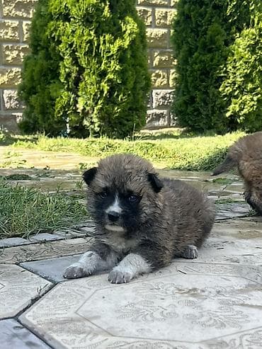 Акита-ину, 1 месяц, Самец