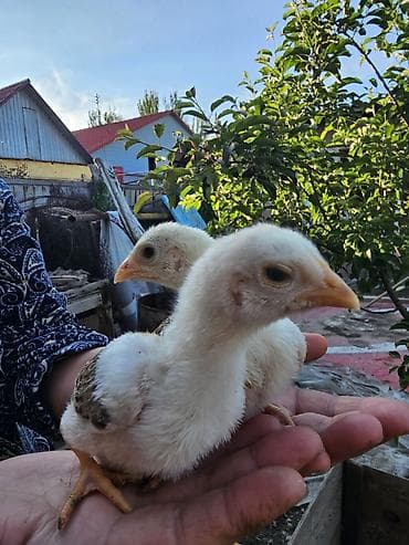 Продаю | Цыплята | Домашняя | Для разведения