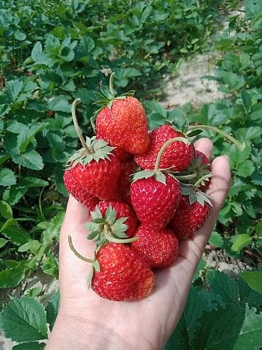 мишка оптом: Продаю рассаду клубника Виктория долго играющий орт только оптом 5 сом — 4