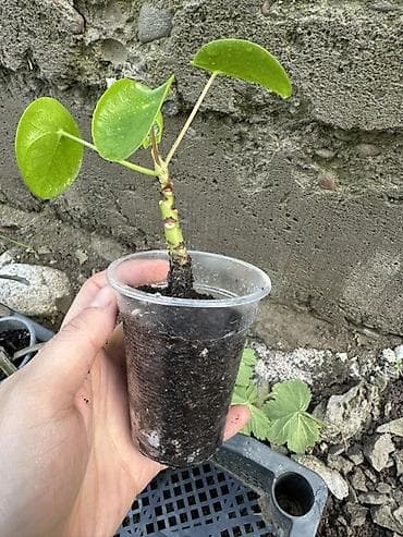 фикусы для офиса: Комнатные растения — коллекция в горшках/стаканчиках Цены 150-450сом — 2