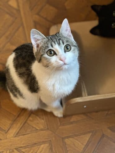 Кошка даром: Беспородная, 5 месяцев, Мальчик, Кастрирована, Приучена к лотку, Проглистована