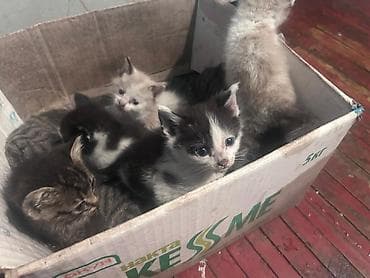Город Токмок, отдам котят в добрые руки lalafo.kg да Город Токмок, отдам котят в добрые руки