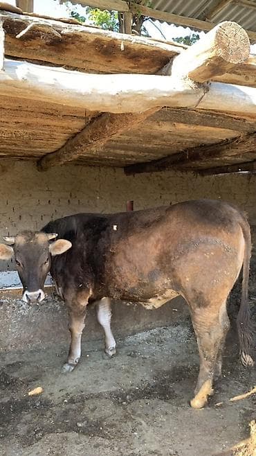 кошка породистый: Продаю | Тёлка | Швицкая | Для разведения, Для молока | Не стельные — 4