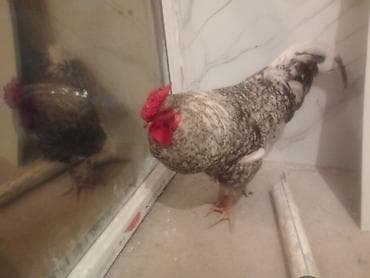 декоративный кур: Продаю | Петух | Для разведения — 4