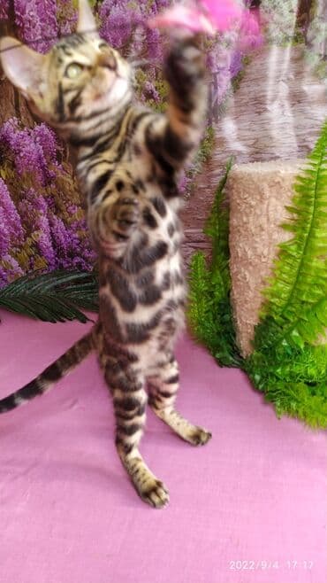 сколько стоит котенок британской золотой шиншиллы: Красивейшие Бенгальские котята 3мес девочки и мальчики. Проф питомник — 13