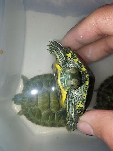 Башка жаныбарлар: Красноухая черепаха молодые особи. 6-7 см в наличии 6 шт - Небольшие — 5