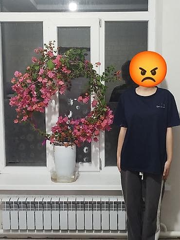 купить опоры для растений: Бугенвиллея комнатная (Bougainvillea) в декоративной опоре-круге - — 2