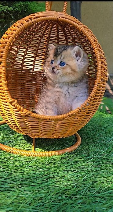 гостиница для кошек: Шотландские котята от красивой пары. Scottish fold и straight — 4