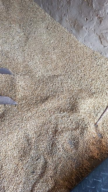 диван чолпон ата: Ячмень кормовой — 3