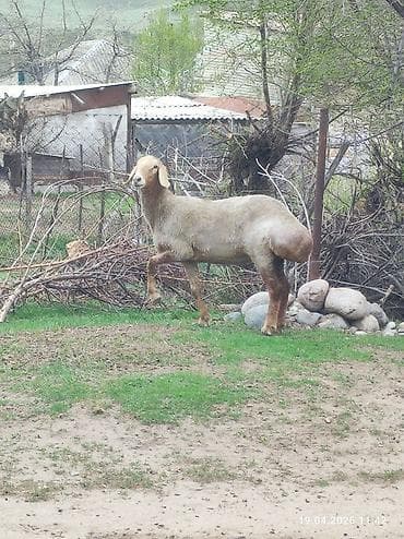 домашние птицы: Продаю | Овца (самка) | Для разведения | Племенные — 6