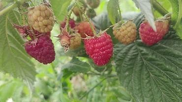 кукси оптом: Ежевика Оптом, Самовывоз — 4