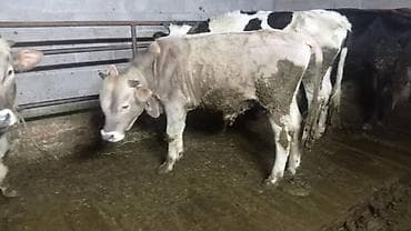 кунажын: Сатам | Уй (ургаачы), Бука (эркек), Кунаажын | Голштин, Алатоолук, Швиц | Союуга, Көбөйтүү үчүн, Бордоп семиртүү үчүн | Кысыр, Музоологондон кийин, Асыл тукумдуу — 7