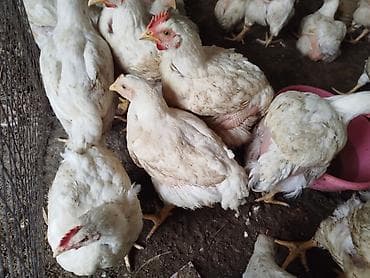 коротколапая кошка: Продаю | Цыплята | Бройлерная | На забой — 1
