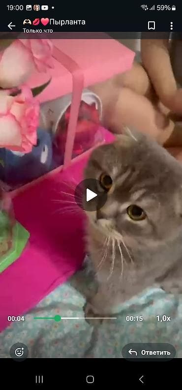 купить сфинкса: ПРОПАЛА КОТ !!!!! АРИЕНТИР АРАВАСКАЯ — 1