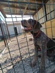 наполнитель для животных: Дратхаар, 9 айлык, Эркек, Эмделген, Ит тегин тастыктоочу документ — 2