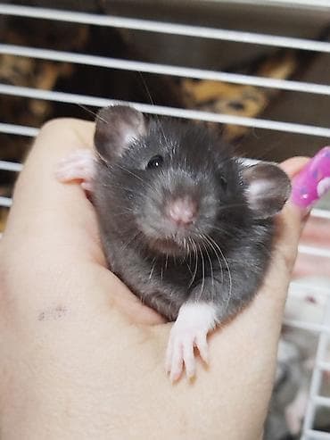 сколько стоит сиамские кошки: Привет друзья. в питомнике Rat haus Love родились новые детки — 8