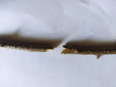 Бакча инвентары: Башка бакча инвентары, Өзү алып кетүү — 5