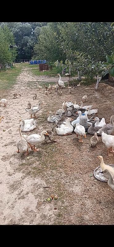 Продаю гусей гусят разного возраста цена договорная
