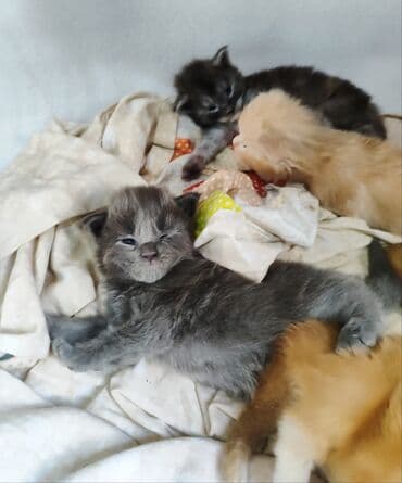 вислоухие котята фото цена: 🥳🥳🥳Открыто бронирование Элитных котята Мейн-куны чистокровные импорта — 7