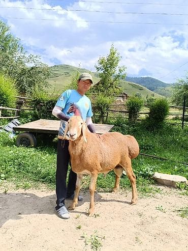 Продаю | Баран (самец) | Для разведения | Осеменитель — 1