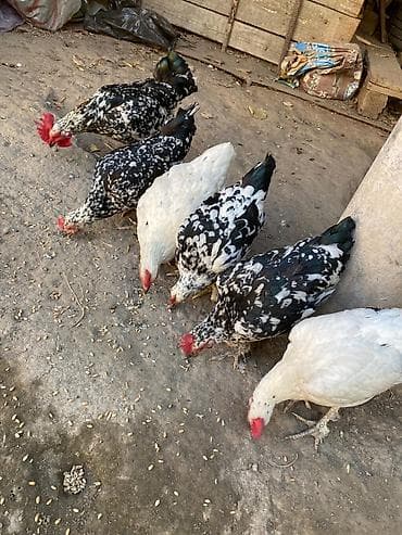 сибрайт карлик: Сатам | Тооктор | Көбөйтүү үчүн — 4