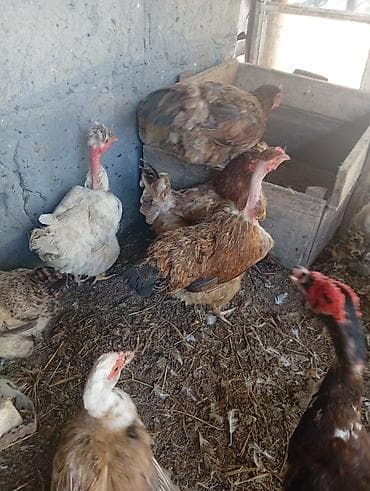 животные на продажу: Продаю домашних курей. цыплят молодняк 2-3 месячных. можно выбрать — 9