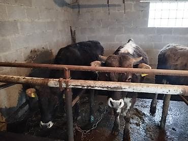 Другие животные: Продаю | Бык (самец) — 9