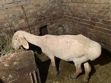 Үй жаныбарлары үчүн товарлар: Сатам | Ургаачы кой (ургаачы) | Көбөйтүү үчүн — 4