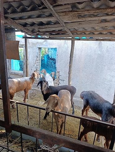 алабай: фото щенки: Продаю | Овца (самка) | Полукровка | Для разведения | Матка — 4