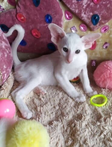 новорожденные котята: Ориентальная, 2 месяца, Мальчик, Рыжий, Приучена к лотку, Проглистована, С документами — 17