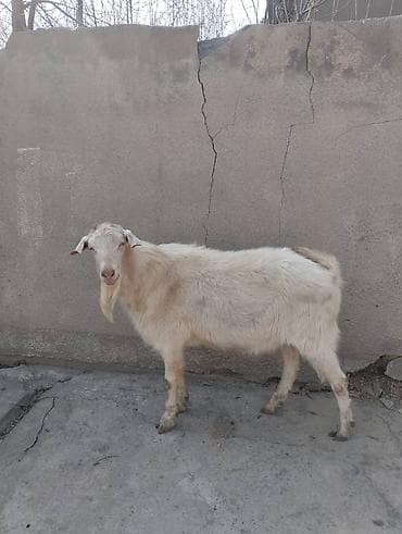 70 сом: Сатам | Теке (эркек) | Заанен | Көбөйтүү үчүн | Жасалма жол менен боозутуу — 3