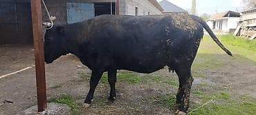 бык кара балта: Продаю | Бык (самец) | На откорм | Привязанные — 4
