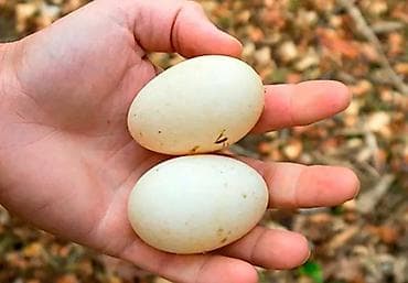Яйца: Продаю вкусные, свежие и полезные домашние яйца. куриные по 15 сом за — 3