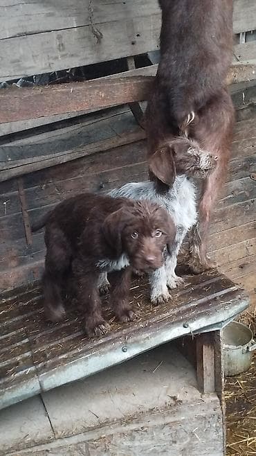 собака охотничий: Щенки жесткошёрстной легавой (в типе дратхара) - Помёт от рабочей — 2